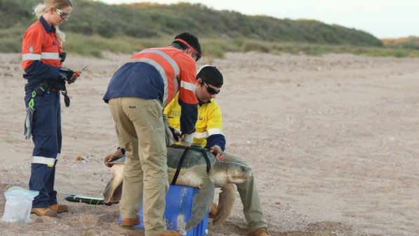 Julian Kalau, a maritimegasoil Australia environmental advisor, helps affix a satellite tracker on a flatback sea turtle.